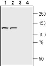 Neuropilin 2 (extracellular) Antibody in Western Blot (WB)