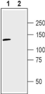 Neuropilin 2 (extracellular) Antibody in Western Blot (WB)