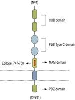 Neuropilin 2 (extracellular) Antibody
