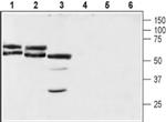Neuroplastin (extracellular) Antibody in Western Blot (WB)