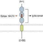 Neuroplastin (extracellular) Antibody
