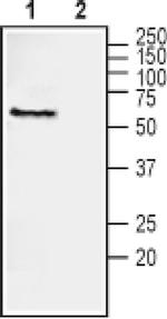 NRG1 (extracellular) Antibody in Western Blot (WB)