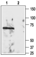 Nogo Receptor (extracellular) Antibody in Western Blot (WB)