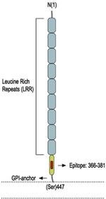 Nogo Receptor (extracellular) Antibody