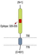 Sortilin (extracellular) Antibody