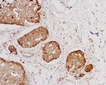 NTSR1 (extracellular) Antibody in Immunohistochemistry (IHC)