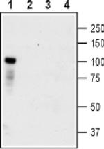 TrkC (extracellular) Antibody in Western Blot (WB)