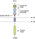 TrkC (extracellular) Antibody