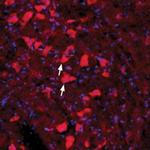 GFR alpha-4 (extracellular) Antibody in Immunohistochemistry (Frozen) (IHC (F))