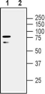 LINGO1 (extracellular) Antibody in Western Blot (WB)