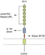 LINGO1 (extracellular) Antibody