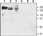 NKCC1 (extracellular) Antibody in Western Blot (WB)