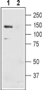 SLC4A4 (extracellular) Antibody in Western Blot (WB)