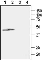NIPA2 (extracellular) Antibody in Western Blot (WB)