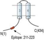 MRS2 Antibody