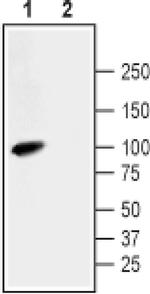 NHE3 Antibody in Western Blot (WB)