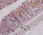 Orexin Receptor 1 Antibody in Immunohistochemistry (Paraffin) (IHC (P))
