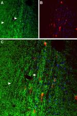 Orexin Receptor 1 Antibody in Immunohistochemistry (Paraffin) (IHC (P))