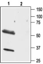 Orexin Receptor 1 Antibody in Western Blot (WB)