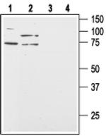 Orexin Receptor 2 Antibody in Western Blot (WB)