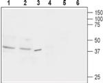 OPRL1 Antibody in Western Blot (WB)