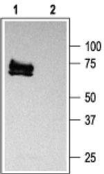 KV1.3 (KCNA3) Antibody in Western Blot (WB)
