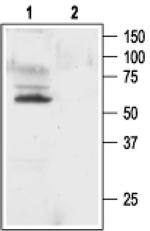 KV1.1 (KCNA1) Antibody in Western Blot (WB)