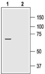 KV1.2 (KCNA2) Antibody in Western Blot (WB)