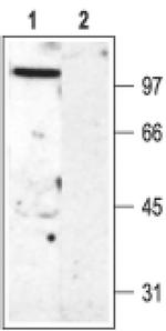 KV3.2 (KCNC2) Antibody in Western Blot (WB)