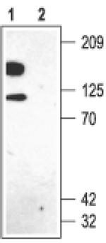 KV2.1 (KCNB1) Antibody in Western Blot (WB)