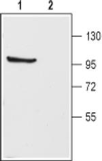 KV3.1b (KCNC1) Antibody in Western Blot (WB)