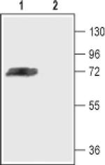 KV4.3 (KCND3) Antibody in Western Blot (WB)