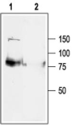 KCNQ1 Antibody in Western Blot (WB)