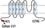 KCNN3 Antibody