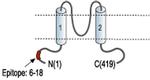 Kir3.4 (KCNJ5) Antibody
