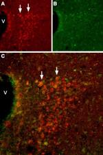 HCN2 Antibody in Immunohistochemistry (IHC)