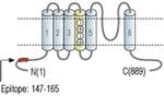 HCN2 Antibody