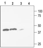 Kir2.3 (KCNJ4) Antibody in Western Blot (WB)