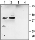 KCNMB2 Antibody in Western Blot (WB)