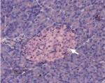 KCNK5 Antibody in Immunohistochemistry (IHC)
