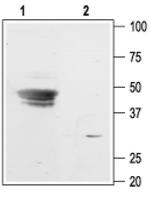 Kir3.3 (KCNJ9) Antibody in Western Blot (WB)