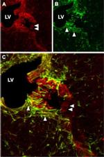 CNGA2 Antibody in Immunohistochemistry (IHC)