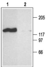 CNGA2 Antibody in Western Blot (WB)