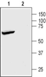KCNK2 Antibody in Western Blot (WB)