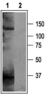 KCNH5 Antibody in Western Blot (WB)