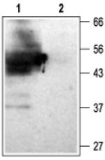 Kir4.2 (KCNJ15) Antibody in Western Blot (WB)