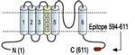 CNGA3 Antibody