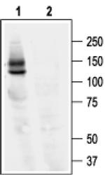 KCNH2 Antibody in Western Blot (WB)