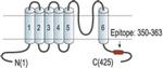 KCNN4 Antibody
