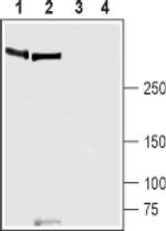 PIEZO1 Antibody in Western Blot (WB)